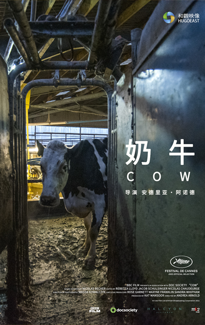 奶牛 中文海报.jpg